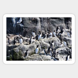 Guillemot Rock - Farne islands, Northumberland Sticker